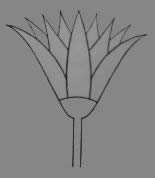 第7図　側面形のロータス花