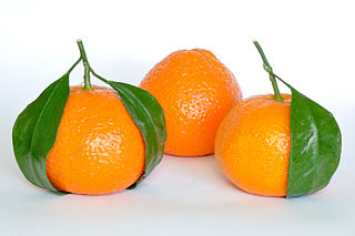 Mandarin Oranges (Citrus Reticulata)