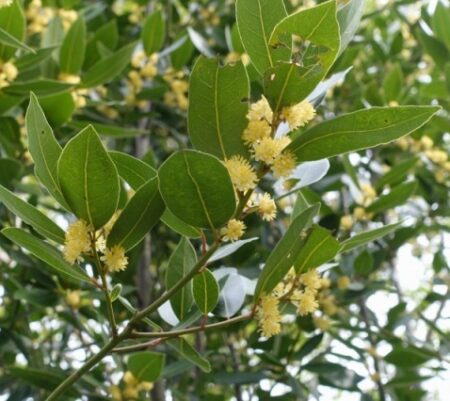 聖樹・聖獣に追記更新