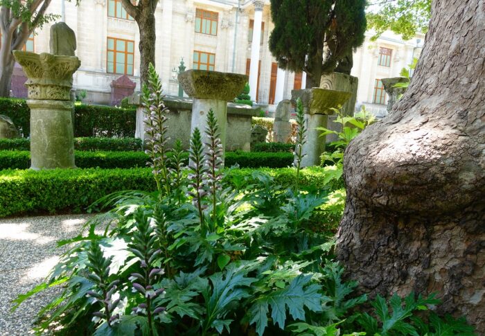 50年前の植物百科のアカンサスの項
