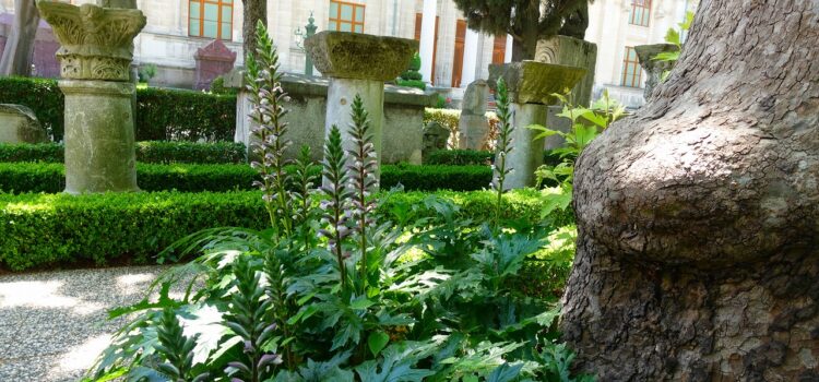 50年前の植物百科のアカンサスの項