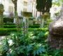 50年前の植物百科のアカンサスの項